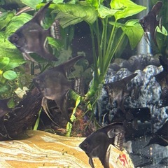 ブラックエンゼルフィッシュ1匹 の画像