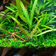 水草　ハイグロフィラ・ピンナティヒィダの画像