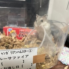 ①ブルーサファイアジャンガリアンハムスター里親募集