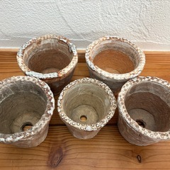 pots鉢 多肉植物の欲しがる鉢 植木鉢 陶器製 エケベリア 錦玉園の画像