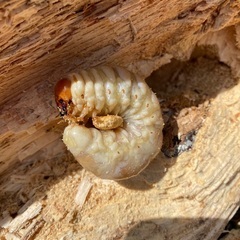 山梨県天然オオクワガタ幼虫♂の画像