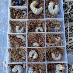 山梨県天然オオクワガタ幼虫♂の画像