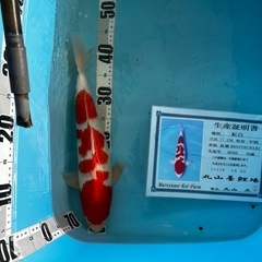 錦鯉売ります
の画像