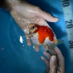 錦鯉売ります
の画像