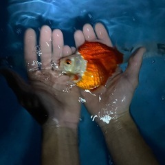 錦鯉売ります
の画像