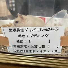 ⑤プディングジャンガリアンハムスター里親募集