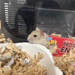 ②プディングジャンガリアンハムスター里親募集 - 里親募集