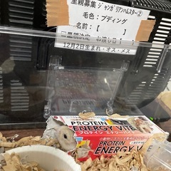 ②プディングジャンガリアンハムスター里親募集