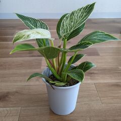 フィロデンドロン バーキン 4号の画像