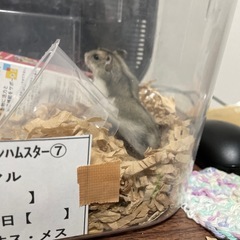 ⑦ノーマルジャンガリアンハムスター里親募集