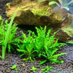 水草　ADA ポゴステモン・ヘルフェリーの画像