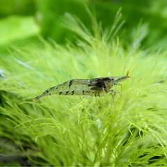 ミナミヌマエビの画像