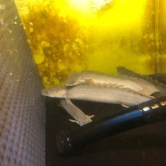 ポリプテルスの画像