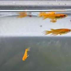 ふーはー2ペアの画像