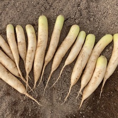 有機大根（小サイズ）の画像