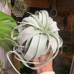 キセログラフィカの画像