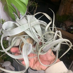 キセログラフィカの画像