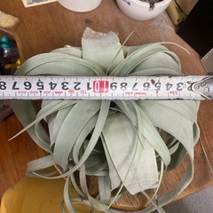 キセログラフィカの画像