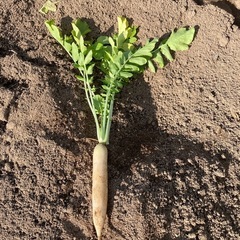 有機大根（小サイズ）の画像