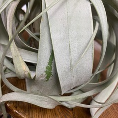 キセログラフィカの画像