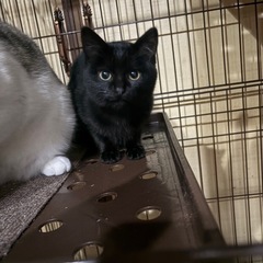 可愛い黒猫の女の子の里親さん募集中❗️