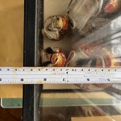 紅白だるまの画像