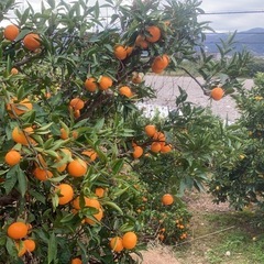 47.有田みかん5kg〜の画像