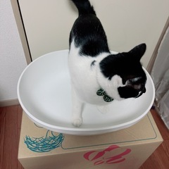 【引越処分】猫のトイレの画像