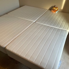 クイーンベットの画像