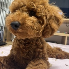 男の子2歳　トイプードルくん