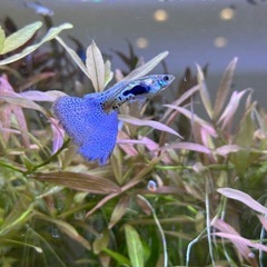 レッドグラスグッピーオスの画像