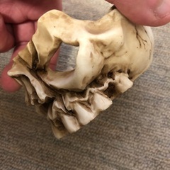 灰皿 ドクロ タバコ お香 アイコスの画像