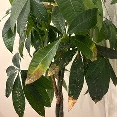 パキラ 150cmの画像