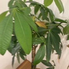 パキラ 150cmの画像