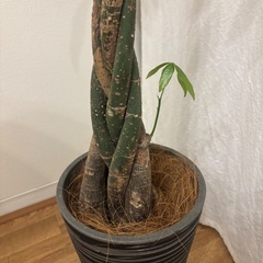 パキラ 150cmの画像