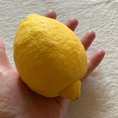 ⭕️1/3まで受付🍋国産レモン３個セットの画像