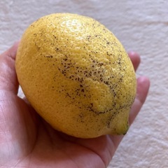 ⭕️1/3まで受付🍋国産レモン３個セットの画像