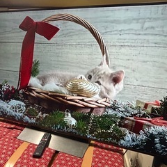 大型TV65型　SONY 65V型 4K 液晶テレビ BRAVIA KJ-65X8500Dの画像