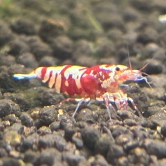 🌅2026 初売り🌅 レッドファンシータイガーシュリンプ 《新年立ち上げ応援価格》 の画像