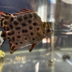 クロホシマンジュウダイの画像