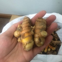 生ウコンNghệ tươiの画像