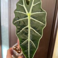 アロカシア　アマゾニカ　の画像
