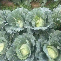 1/3 限定　　新鮮野菜の画像