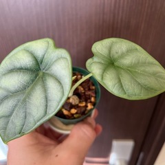 アロカシア　シルバードラゴンの画像