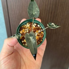 アロカシア　バンビーノ　ピンク斑入りの画像