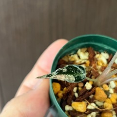 アロカシア　バンビーノ　ピンク斑入りの画像