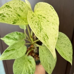 ポトス　マーブルの画像