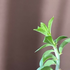 パキポディウム　　ビスピノーサム　（実生）の画像