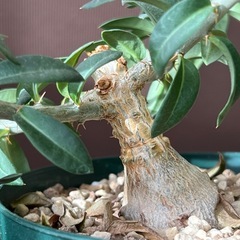 パキポディウム　　ビスピノーサム　（実生）の画像