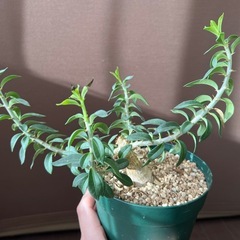 パキポディウム　　ビスピノーサム　（実生）の画像